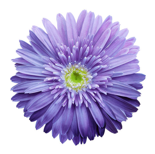 istock Purple  gerbera flower on a white isolated background with clipping path.   Closeup.  no shadows.  For design.  Nature. 932100738