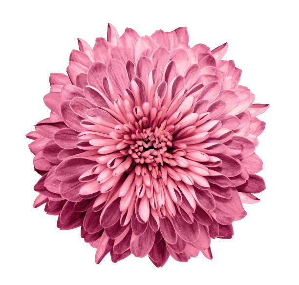 istock Chrysanthemum pink . Flower on  isolated  white background with clipping path without shadows. Close-up. For design. Nature. 932100860