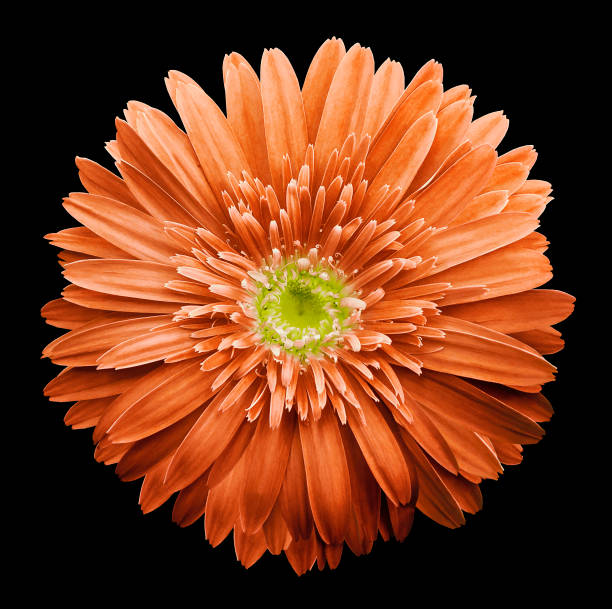 istock Orange  gerbera flower on the black isolated background with clipping path.   Closeup.  no shadows.  For design.  Nature. 932100862