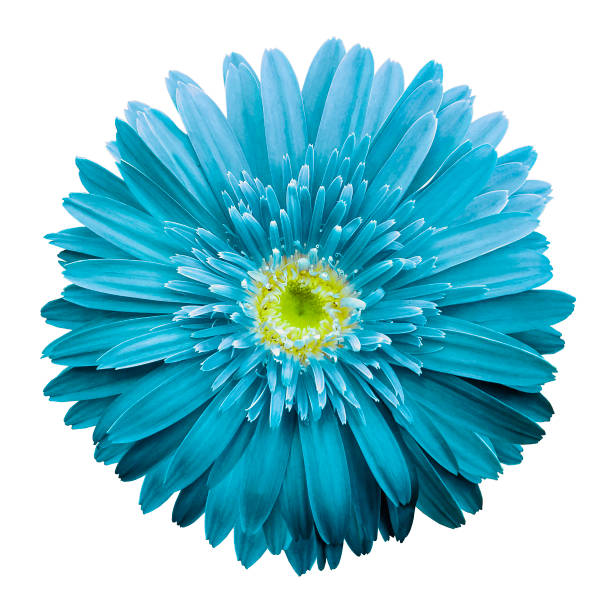 istock Turquoise  gerbera flower on  a white isolated background with clipping path.   Closeup.  no shadows.  For design.  Nature. 932100918