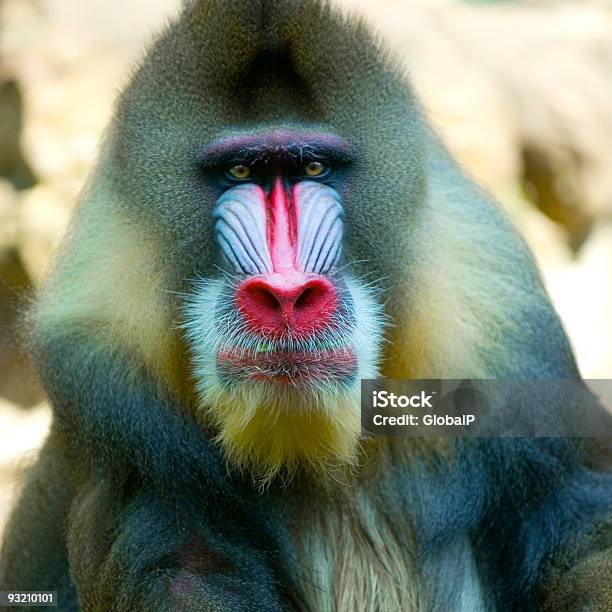 Mandrillus Sphinx Stockfoto und mehr Bilder von Affe - Affe, Bedrohte Tierart, Blick in die Kamera