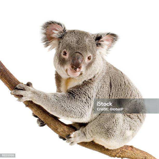 Koala Stockfoto und mehr Bilder von Koala - Koala, Weißer Hintergrund, Freisteller – Neutraler Hintergrund