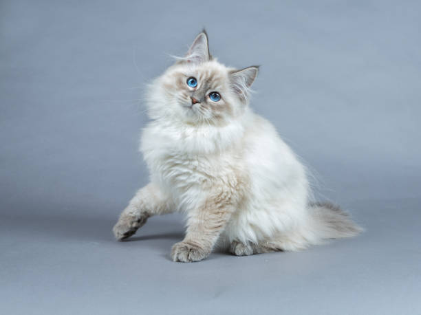 istock Portrait of Siberian kitten, studio shoot 932101138