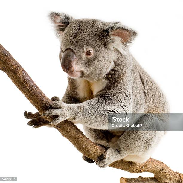 Koala Foto de stock y más banco de imágenes de Animal - Animal, Animal vertebrado, Animales en cautiverio