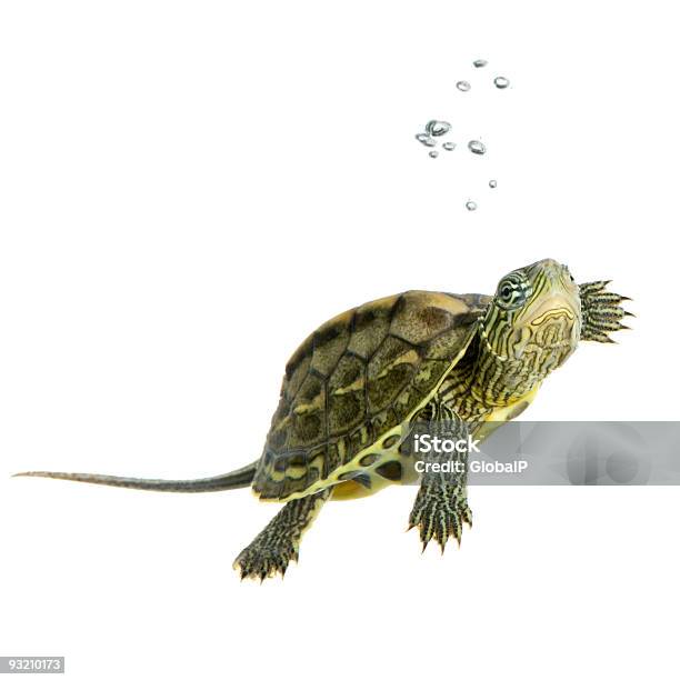 Turtleocadia Sinensis Stockfoto und mehr Bilder von Aquatisches Lebewesen - Aquatisches Lebewesen, Blase - Physikalischer Zustand, Einatmen