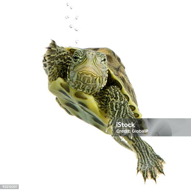 Turtleocadia Sinensis Foto de stock y más banco de imágenes de Agua - Agua, Aleta - Parte del cuerpo animal, Anfibio