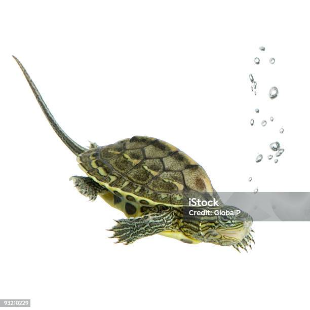 Turtleocadia Sinensis Foto de stock y más banco de imágenes de Agua - Agua, Anfibio, Animal