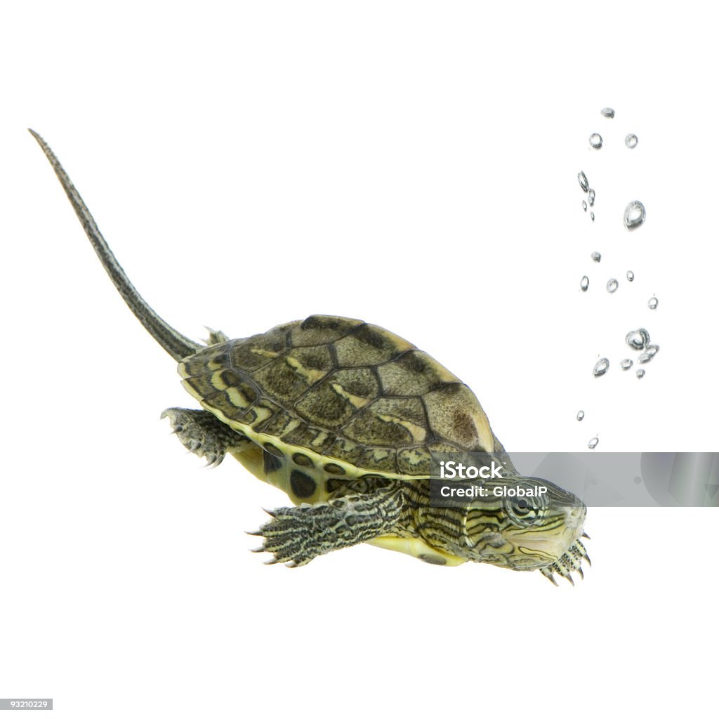 Turtle-OCADIA SINENSIS - Zbiór zdjęć royalty-free (Bańka)