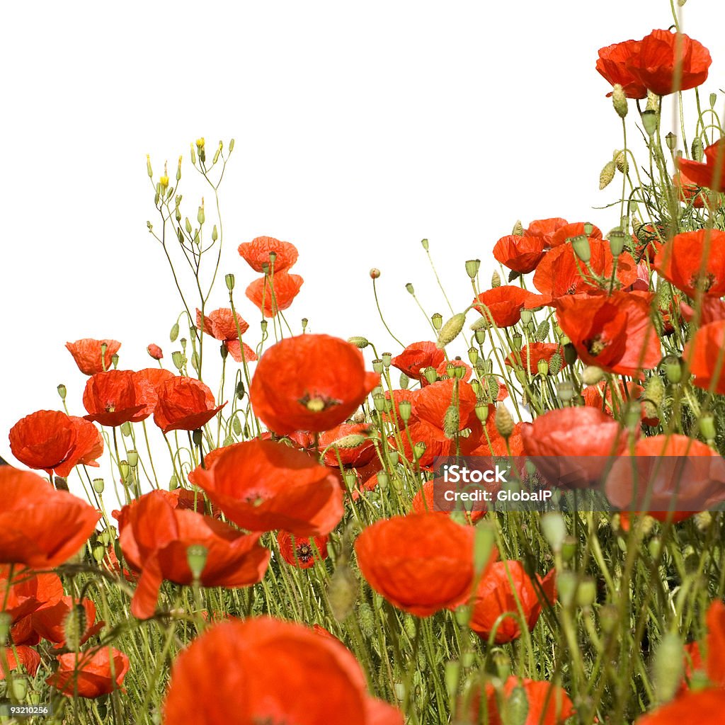 Poppies - Foto de stock de Ajardinado royalty-free