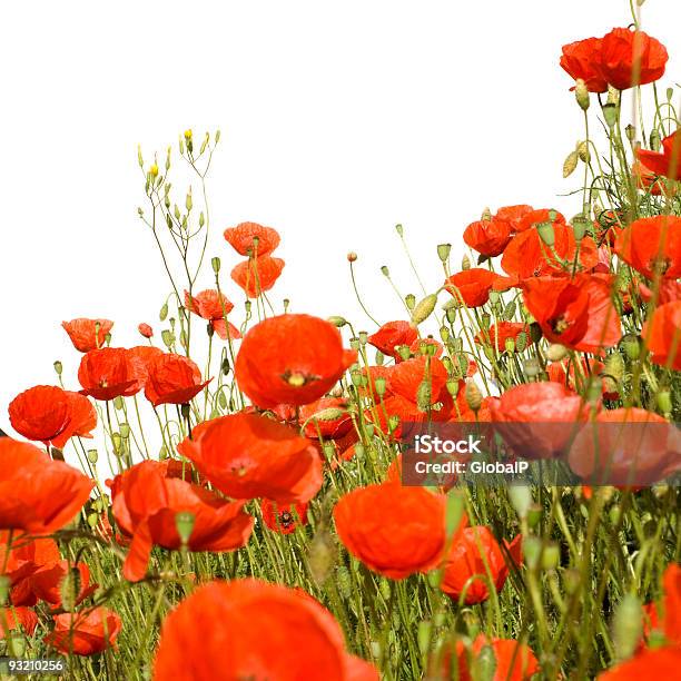 Foto de Poppies e mais fotos de stock de Ajardinado - Ajardinado, Bouquet, Branco