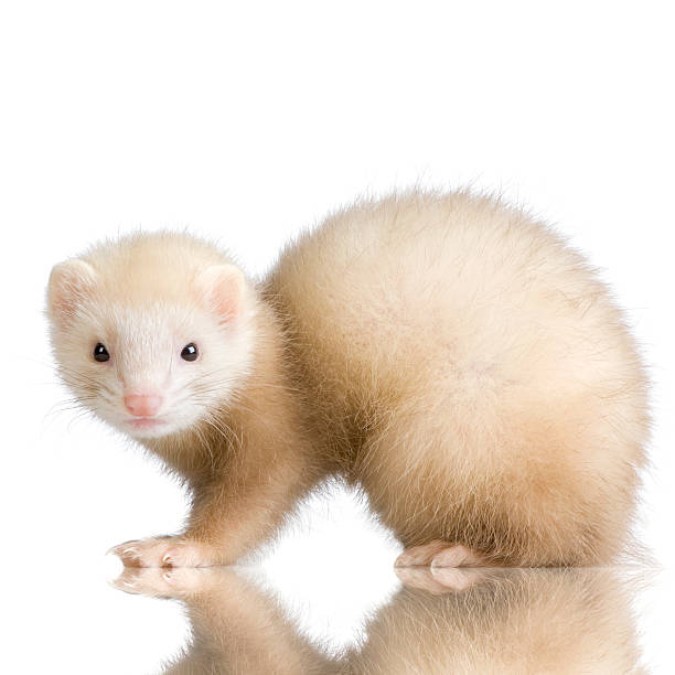 istock blue male Ferret kit (10 weeks) 93210300