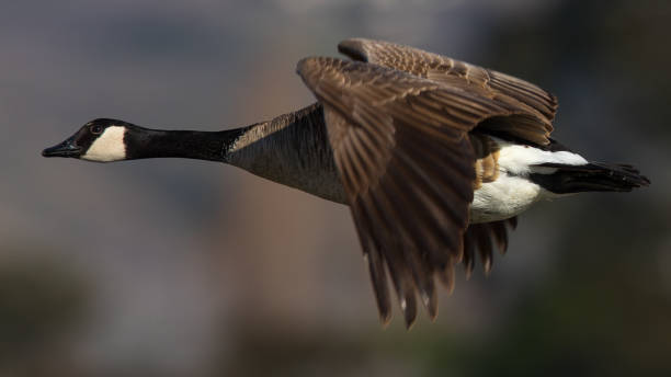 istock Canada goose, seen flying over a North California marsh 932103944