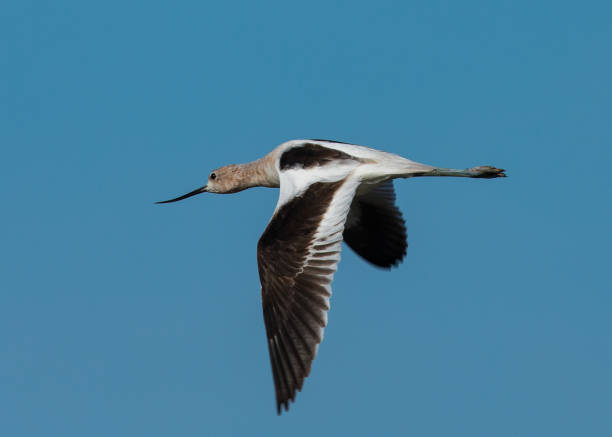 istock American avocet flying in the wild 932104018