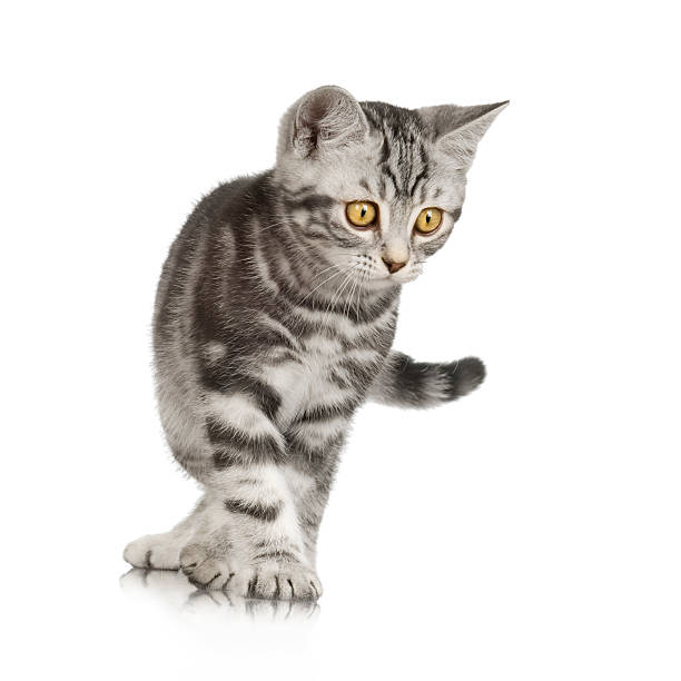 British Shorthair kitten  prowling stock pictures, royalty-free photos & images