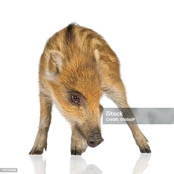 Foto de Jovem Javali 7 Semanas e mais fotos de stock de Varrão - Varrão, Figura para recortar, Leitão - Filhote de Animal