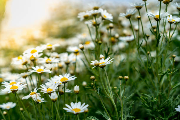 istock Field of white flowers 932106880