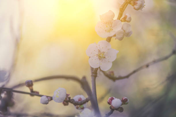 istock Chamomile flower in the field 932107326