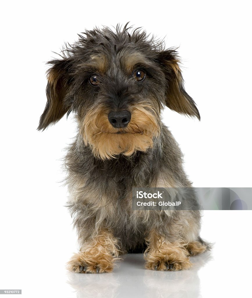 粗 haired ダックスフンド（3 歳） - 犬のロイヤリティフリーストックフォト