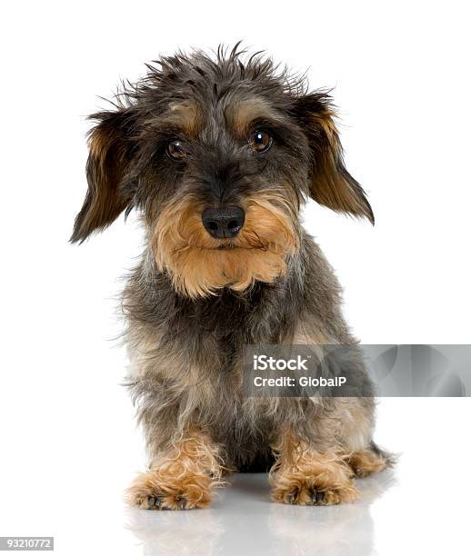 粗 Haired ダックスフンド3 歳 - 犬のストックフォトや画像を多数ご用意 - 犬, 笑顔, 見つめる