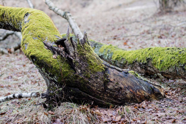 Old mossy tree trunk. Deciduous tree stand in Poland. Season of the early spring.