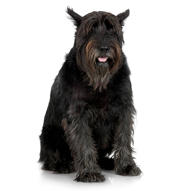 vecchio gigante schnauzer (7years - giant schnauzer foto e immagini stock