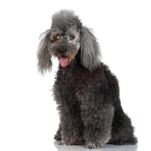 Blind Very old poodle (15 years)  ugly dog stock pictures, royalty-free photos & images