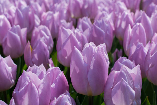 istock Purple color Tulips Bloom in Spring 932108040