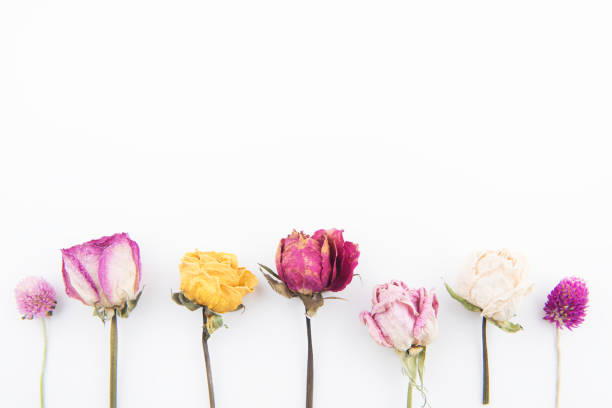 hermoso fondo de rosas - rose pattern yellow dried plant fotografías e imágenes de stock