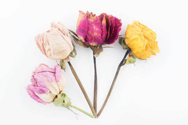 hermoso fondo de rosas - rose pattern yellow dried plant fotografías e imágenes de stock