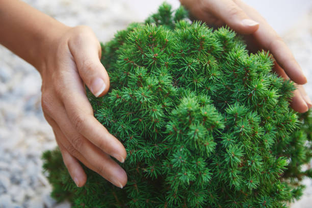 istock Human hands touching green decorative fir 932108588