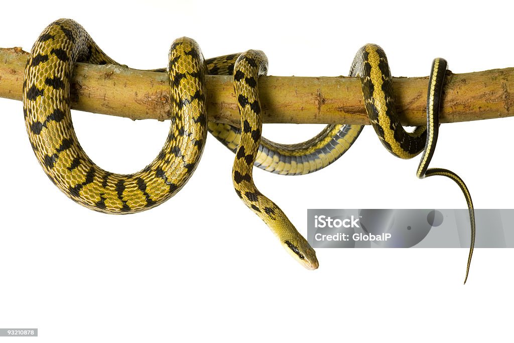 Serpiente rata - Foto de stock de Recortable libre de derechos