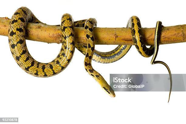 Foto de Elaphe Guttata e mais fotos de stock de Cobra - Cobra, Figura para recortar, Animal