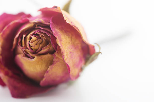 hermoso fondo de rosas - rose pattern yellow dried plant fotografías e imágenes de stock