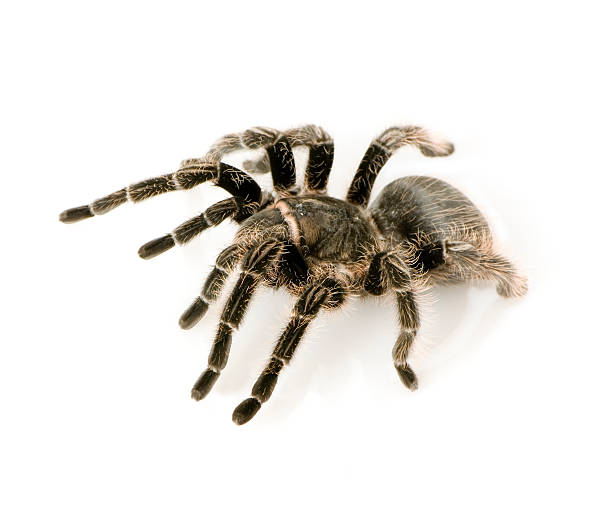 istock Zebra tarantula or Aphonopelma seemanni 93210915