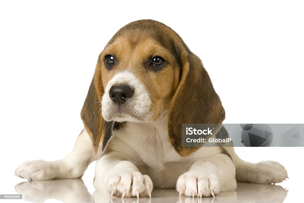 Cucciolo di Beagle - Foto stock royalty-free di Allerta