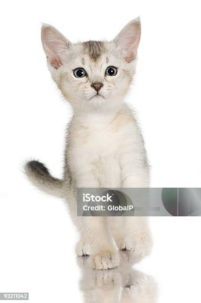 Kiten Shorthaired Kot Abisyński - zdjęcia stockowe i więcej obrazów Fajny - Fajny, Bez ludzi, Białe tło
