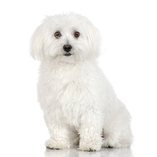 Maltese dog (16 months)  maltese dog stock pictures, royalty-free photos & images