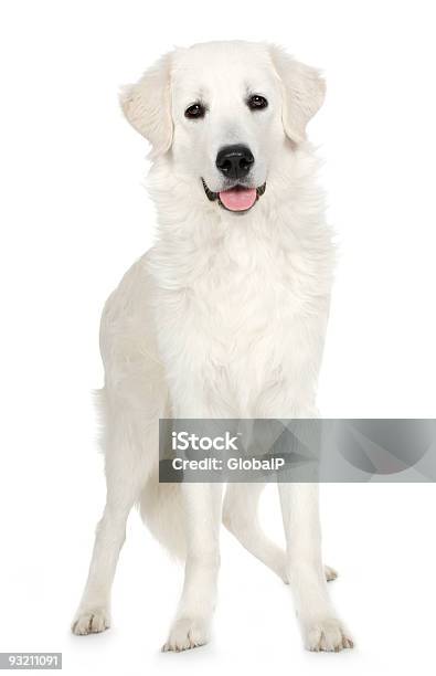 Jóvenes Labrador Crema Foto de stock y más banco de imágenes de Alerta - Alerta, Amistad, Animal