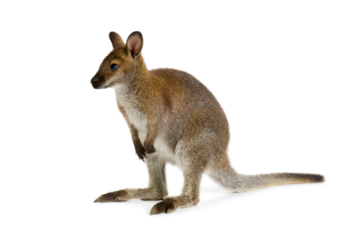 Single swamp wallaby in the bush eating leaves