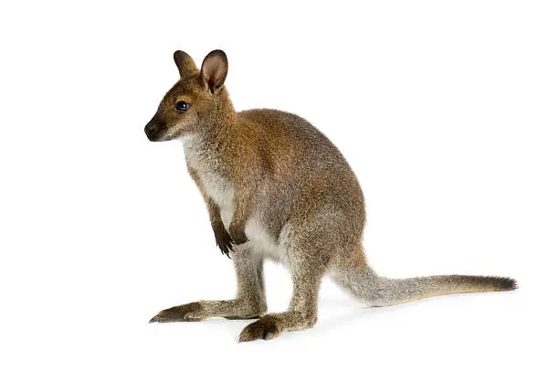 Photo of Wallaby