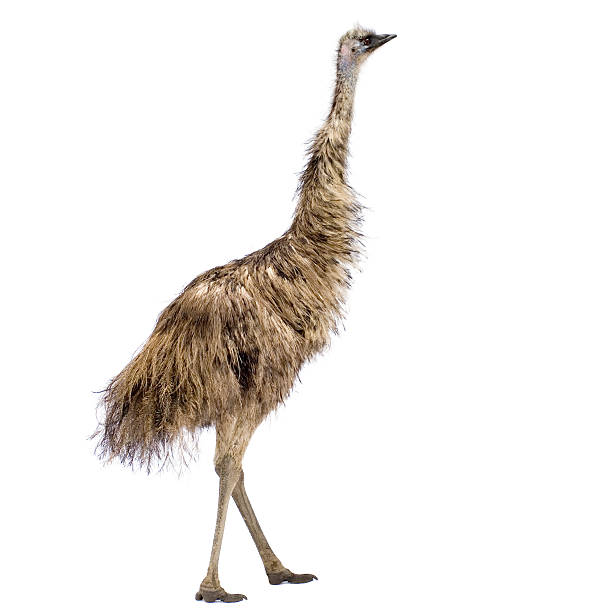 istock Photograph of an emu on a white background 93211106