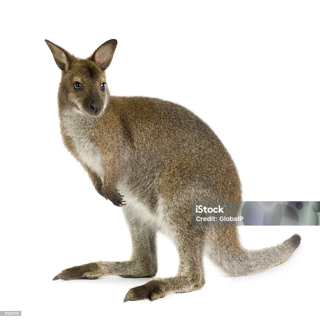 Wallaby  Wallaby Stock Photo