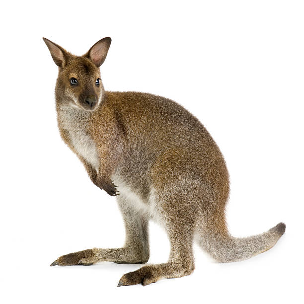 Wallaby wallaby stock pictures, royalty-free photos & images