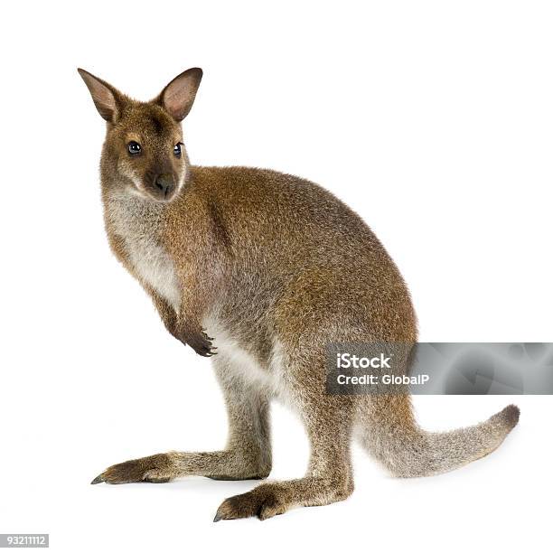 Foto de Canguru Wallaby e mais fotos de stock de Wallaby - Wallaby, Figura para recortar, Fundo Branco