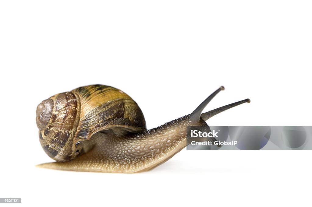 Garden snail  Snail Stock Photo