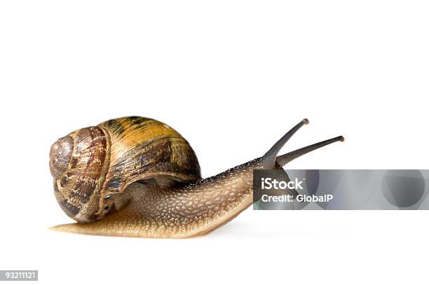 Garden Snail Stock Photo - Download Image Now - Snail, White Background, White Color