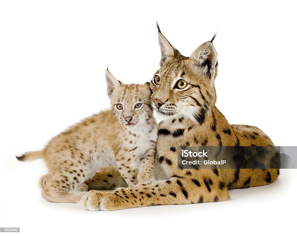 Lynx e seu filhote - Foto de stock de Lince royalty-free