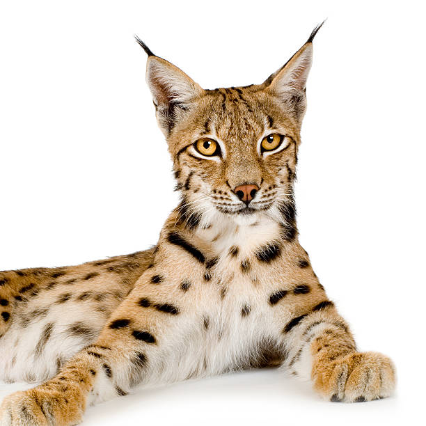 Lynx (2 years)  prowling stock pictures, royalty-free photos & images