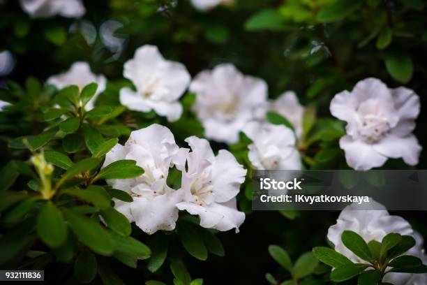 Foto de Flor De Flor Azaleia Branca Fundo Floral e mais fotos de stock de  Arbusto - Arbusto, Azaléia, Beleza - iStock