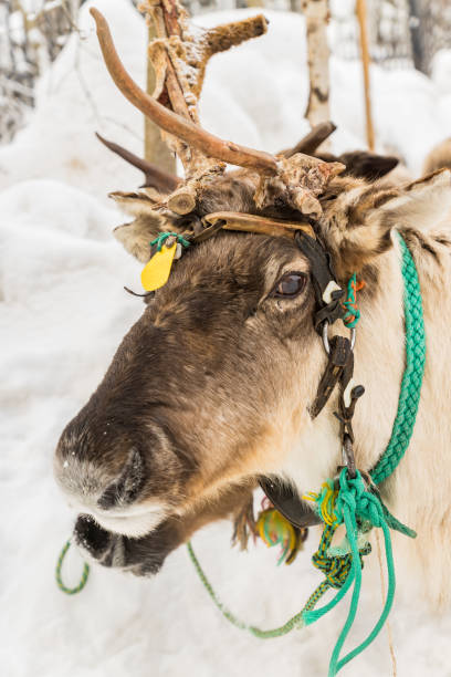 portrait of Deer in the winter forest